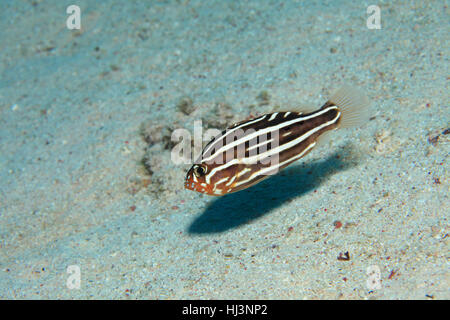 Sixstriped soapfish (Grammistes sexlineatus) underwater in the tropical coral reef of the red sea Stock Photo