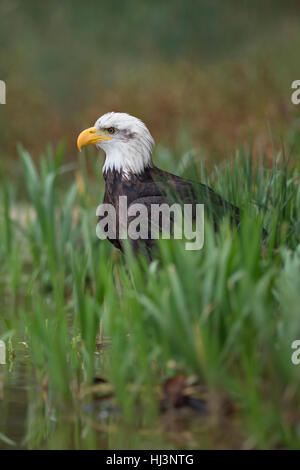 Bald Eagle ( Haliaeetus leucocephalus ), adult, sitting on the ground, hiding in reed grass at the bank of a lake, hunting. Stock Photo