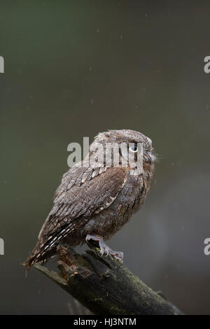 Eurasian Scops Owl ( Otus scops ), perched on a piece of wood, watching, attentive, rain, clean background, tiny bird of prey. Stock Photo