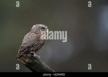 Eurasian Scops Owl ( Otus scops ), perched on a piece of wood, watching, attentive, rain, clean background, tiny bird of prey. Stock Photo