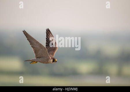 Peregrine Falcon / Duck Hawk ( Falco peregrinus ) in flight, in its territory, high above the countryside, wildlife, Europe. Stock Photo