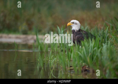 Bald Eagle ( Haliaeetus leucocephalus ), adult, sitting on the ground, hiding in reed grass at the bank of a lake, hunting. Stock Photo