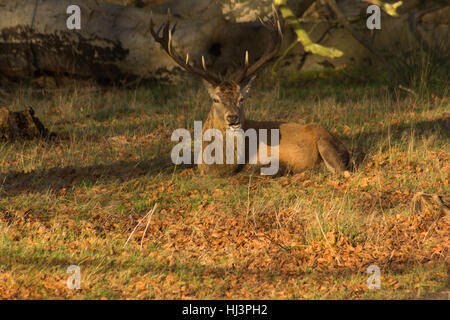 Deer with antlers sitting under tree in parkland Stock Photo