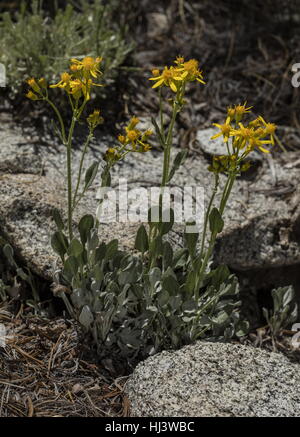 Woolly groundsel, Packera cana in flower, Sierra Nevada. Stock Photo