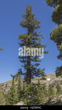 Western white pine, Pinus monticola, old tree. Sierra Nevada. Stock Photo