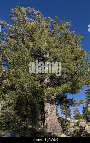 Western white pine, Pinus monticola, old tree. Sierra Nevada. Stock Photo