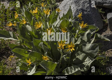 Mule Ears or Woolly Mule's Ears, Wyethia mollis, Asteraceae. California ...