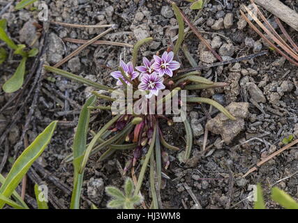 alpine lewisia or Pigmy bitter root, Lewisia pygmaea in flower, high on the Sonoran Pass, Sierra Nevada. Stock Photo