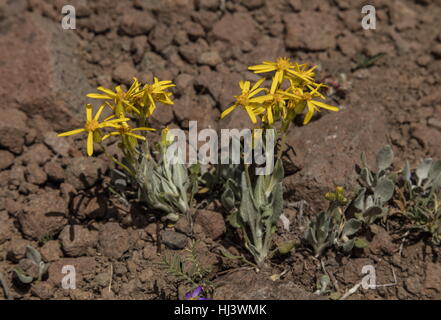 Woolly groundsel, Packera cana in flower, Sierra Nevada. Stock Photo