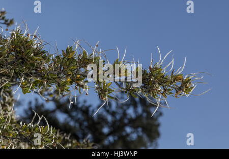 Mountain mahogany, Cercocarpus ledifolius,  in fruit, Sierra Nevada. Stock Photo