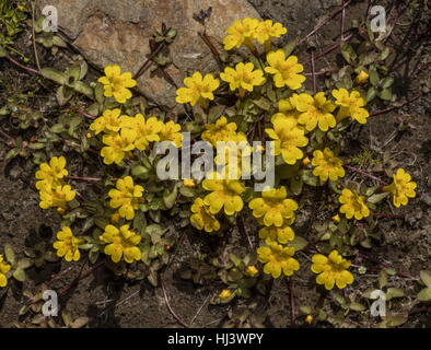 Primrose monkeyflower, Mimulus primuloides in flower in high wet meadow, Sierra Nevada. Stock Photo