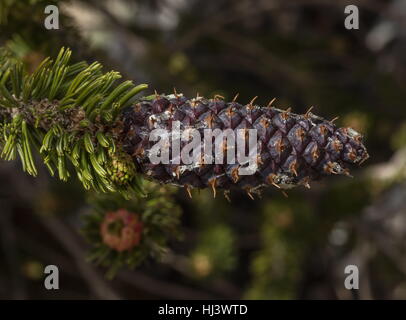 Bristlecone pine, Pinus longaeva female cones, with bristles;  White Mountains, California.
