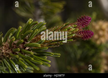 Bristlecone pine, Pinus longaeva - young female cone and needles. White Mountains, California.