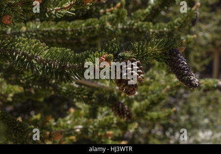 Bristlecone pine, Pinus longaeva female cones, with bristles;  White Mountains, California.