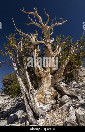 Great Basin bristlecone pine or Bristlecone pine, Pinus longaeva, in the White Mountains, California. The oldest known trees in the world.