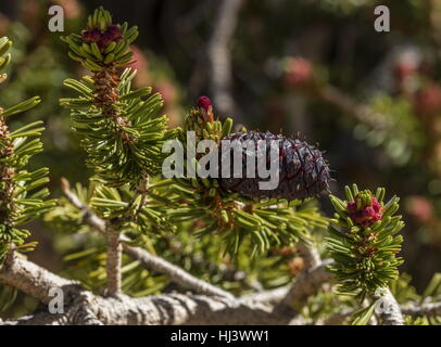 Bristlecone pine, Pinus longaeva female cone with bristles, and male flowers;  White Mountains, California.