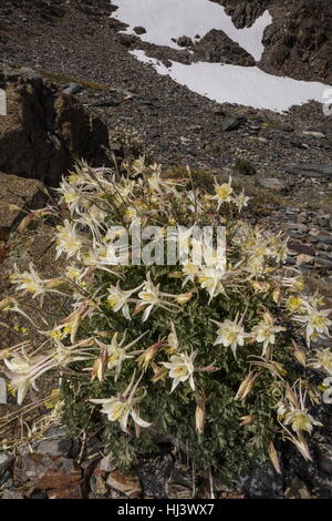 Sierra columbine, Aquilegia pubescens high in the Dana Valley, Yosemite, Sierra Nevada. Stock Photo