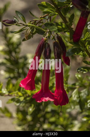 Sacred Flower of the Andes, Cantua buxifolia, from Chile, Peru etc. in flower. Stock Photo