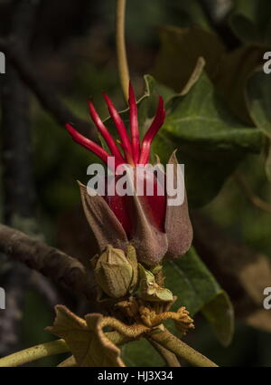Devil's hand tree, Chiranthodendron pentadactylon in fruit; from Mexico. Stock Photo