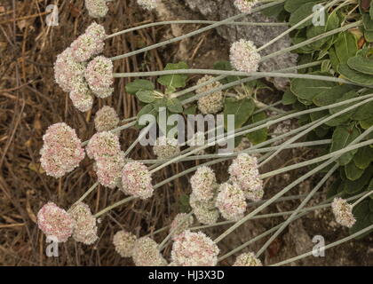 Seaside Buckwheat, Eriogonum latifolium, in flower, coastal California. Stock Photo