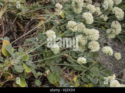 Seaside Buckwheat, Eriogonum latifolium, in flower, coastal California. Stock Photo