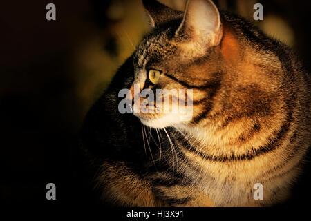 Close-up of an isolated female tabby cat looking sideways in the shade outside Stock Photo