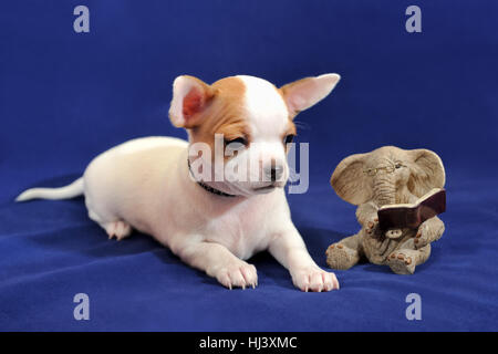 Reading is Power! Portrait of White with red short hair chihuahua puppy. Stock Photo