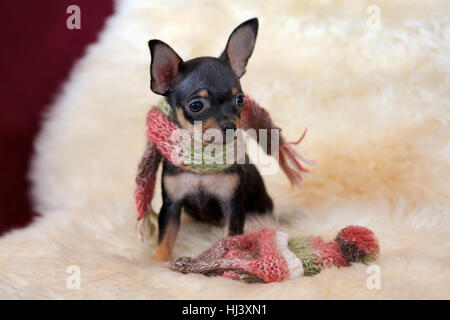 Small black and tan Russkiy toy (Russian toy terrier) dog with scarf Stock Photo