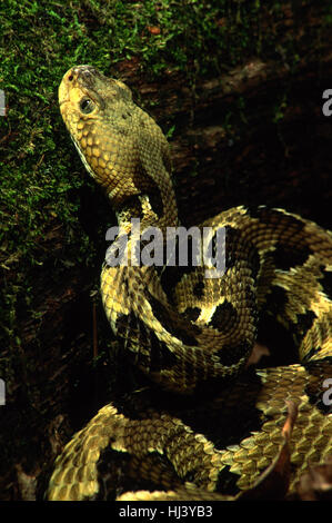 Timber Rattlesnake (Crotalus horridus) in hunting posture, waiting for prey beside a log, close up. Stock Photo