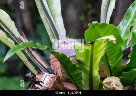 Purple-tailed imperial pigeon (Ducula rufigaster) hiding in foliage Stock Photo