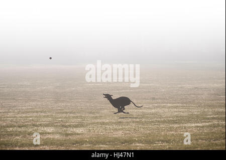 A greyhound chasing a ball in the fog Stock Photo