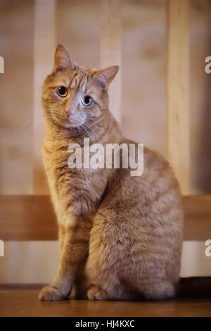 Cat in warm light inside house sitting and looking into camera. Stock Photo