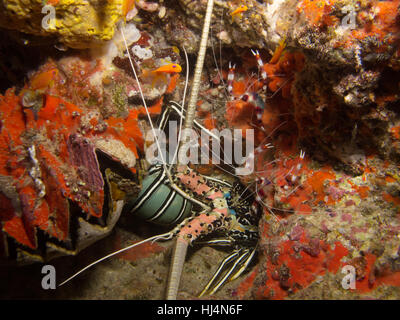 A pair of banded coral shrimp, a lobster and a giant clam inside a cave Stock Photo