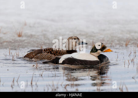 Spectacled eider pair (Somateria fischeri) on tundra pond near Barrow AK. Stock Photo