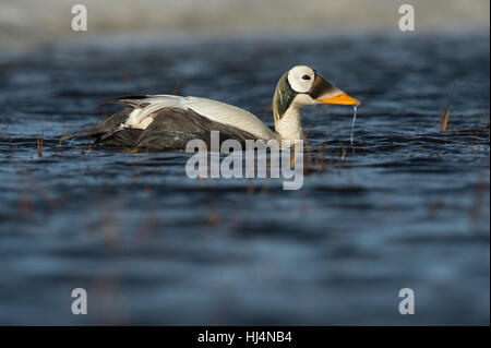 spectacled eider Somateria fischeri male taking flight National ...