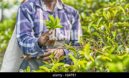 Sri Lanka: hands of tea collector holding tealeaves in plantation Stock Photo