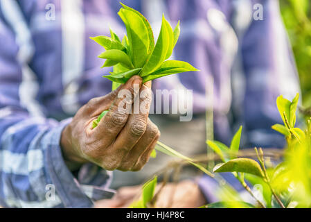 Sri Lanka: hands of tea collector holding tealeaves in plantation Stock Photo
