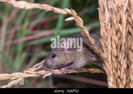 Brattleboro rat, mouse in the rice plant, eating rice seed Stock Photo