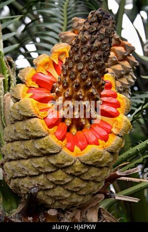 Encephalartos senticosus - Lebombo Cycad in Monte Palace Tropical Garden, Funchal, Madeira, Portugal Stock Photo