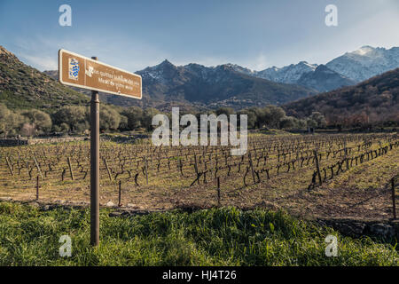 Route des vins road sign by rows of carefully pruned vines in a Corsican vineyard bathed in late afternoon light with snow covered mountains Stock Photo