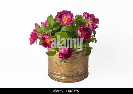Bouquet of roses in a copper vintage vessel Stock Photo