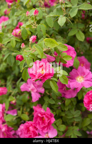 mage of pink roses in a spring garden. Stock Photo