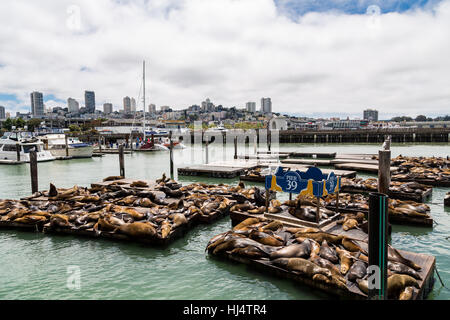 Crowds of seals and sea lions at Pier 39 in San Francisco Stock Photo