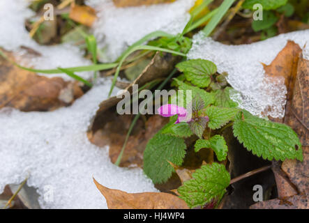 Wild tiny flower among foliage covered with early snow in late autumnal season. Stock Photo