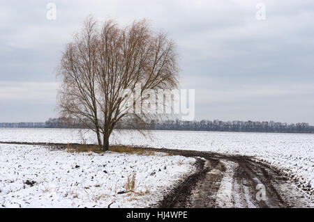 Winter landscape with dirty road between agricultural fields and lonely tree on the roadside, central Ukraine Stock Photo