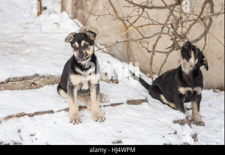 Two black stray puppies playing with small branches of a tree at winter street Stock Photo