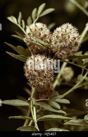 Licorice plant in nature, note shallow depth of field