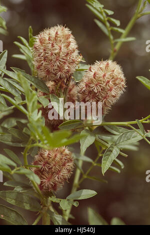 Licorice plant in nature, note shallow depth of field