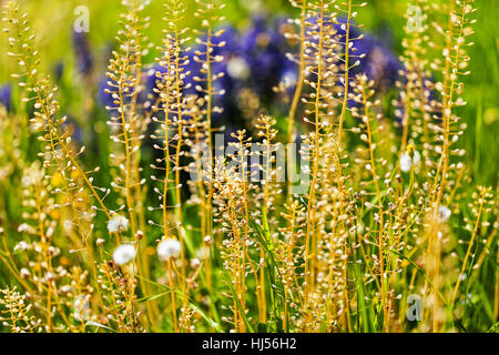 kinds of flowers in the meadow, note shallow depth of field Stock Photo