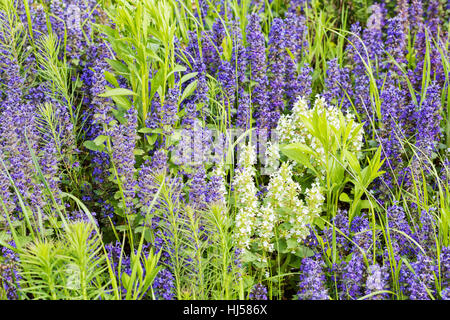 kinds of flowers in the meadow, note shallow depth of field Stock Photo